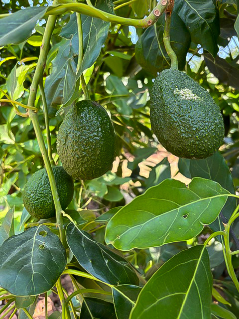 メキシコ産アボカド | 【公式】株式会社ベイ・コマース