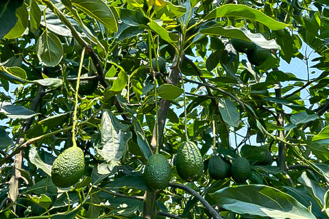 メキシコ産アボカド