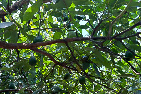 メキシコ産アボカド