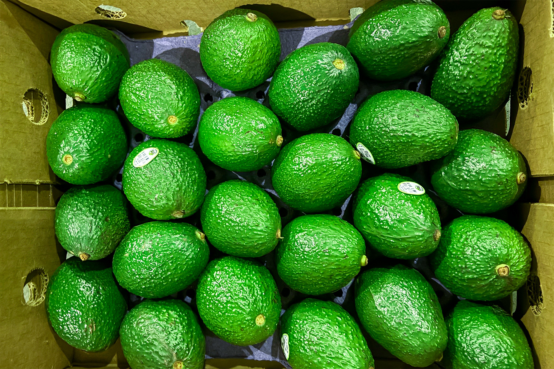 メキシコ産アボカド